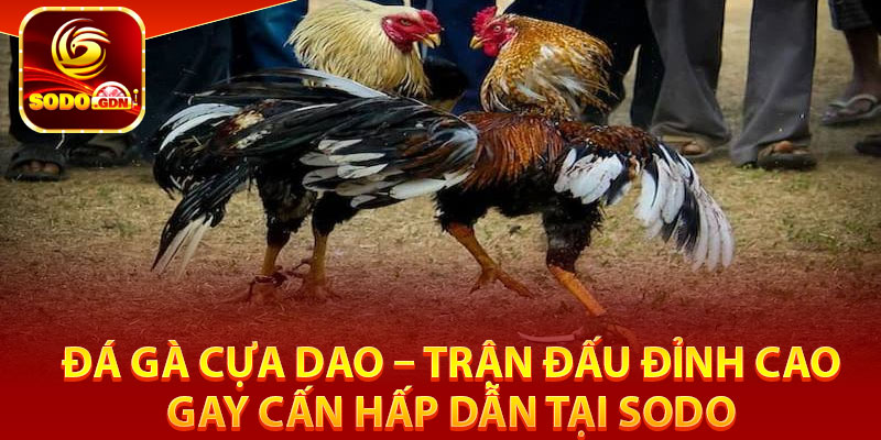 Đá Gà Cựa Dao – Trận Đấu Đỉnh Cao, Gay Cấn Hấp Dẫn Tại Sodo 1 Đá gà cựa dao là gì?